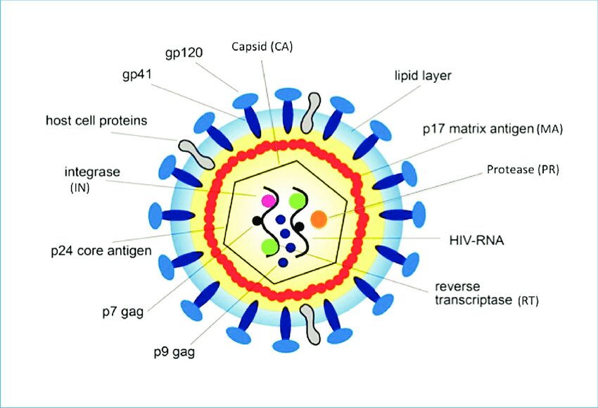 Rappresentazione schematica del virus dell'HIV