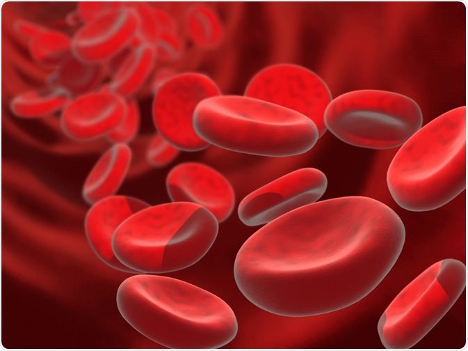 Globuli rossi nel vaso sanguigno