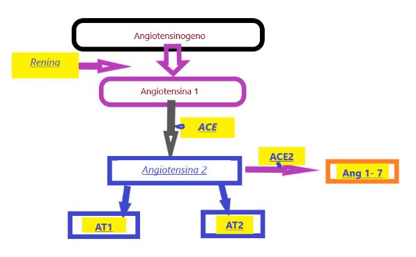 sistema omeostatico della Renina – Angiotensina