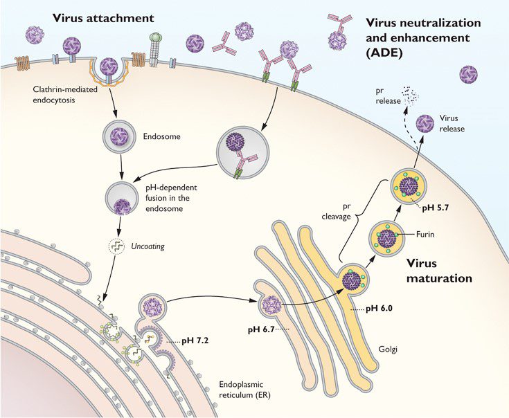 Ciclo di replicazione del virus