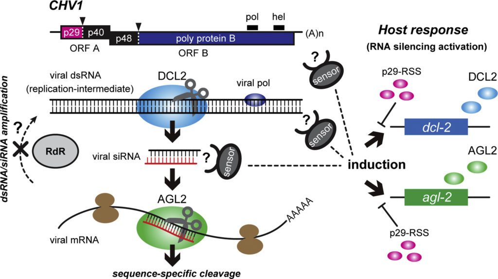 Figura 1 - silenziamento a RNA in Cryphonectria parasitica e soppressione. Interazione tra CHV1 e C. parasitica.