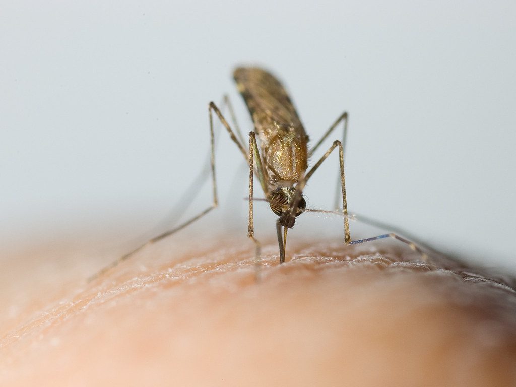 Anopheles gambiae, uno dei vettori più conosciuti del plasmodio della malaria, tra cui Plasmodium falciparum.