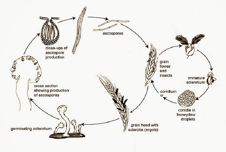 Ciclo vitale di Claviceps purpurea.