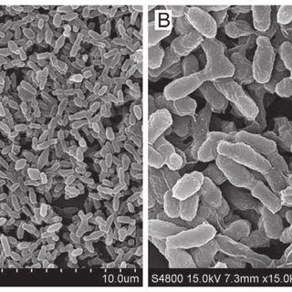 Brucella abortus