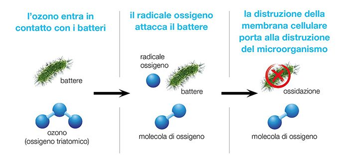 distruzione della membrana cellulare tramite l'ozono