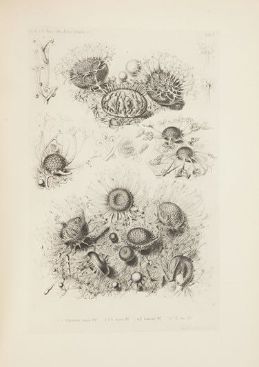 Illustrazione di immagini al microscopio tratta da "Selecta fungorum carpologia".