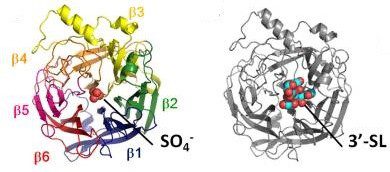 Glicoproteina HN. A sinistra viene illustrata la conformazione della glicoproteina costituita da  6 foglietti β, a destra, l’interazione dell’antirecettore virale con il suo recettore 3’-sialilattosio.