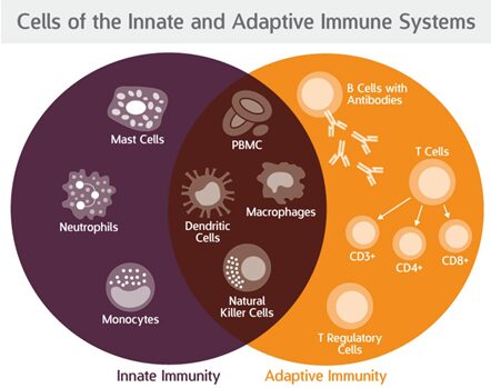In questa figura possiamo osservare quali cellule intervengono nell'immunità innata e quali nell'immunità adattative. Come si può notare tra queste alcune rientrano in entrambe le categorie.