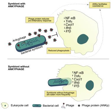Rappresentazione della downregolazione della segnalazione pro-infiammatoria mediata da fagi