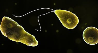 Naegleria fowleri: l'ameba mangia-cervello