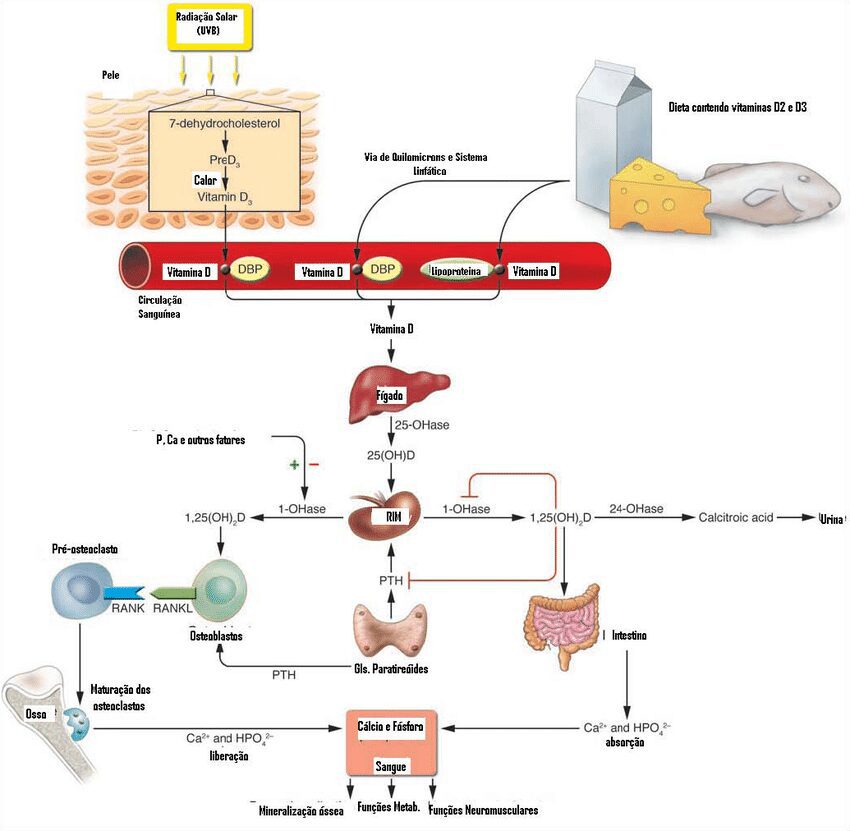 Vitamina D assimilazione e attivazione del sistema immunitario