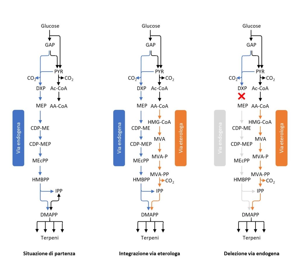 Pathway metabolici per la produzione di terpeni