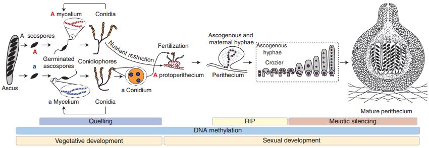 Ciclo della N. crassa con indicazione degli stadi in cui agiscono i tre meccanismi di silenziamento basati sull’RNA interference, Quelling, RIP e silenziamento meiotico. 