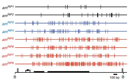 Mutazioni indotte da RIP su otto alleli di am. Le linee verticali indicano le mutazioni. Gli alleli neri sono quelli non metilati. Gli alleli azzurri sono quelli che inizialmente metilati ma, dopo trattamento con 5-azacitidina, non riacquisivano la metilazione. Gli alleli rosso sono quelli che non erano metilati all’inizio, ma che subivano la metilazione de novo. 