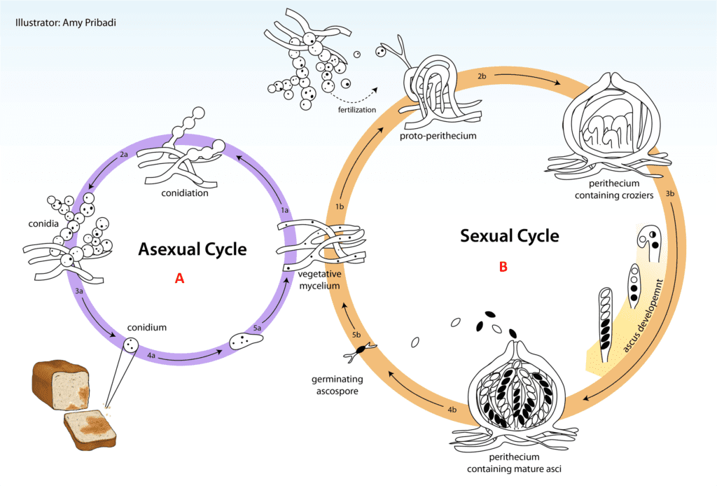 Ciclo vitale di N. crassa. A) Il micelio aploide si riproduce asessualmente mediante due processi: proliferazione del micelio esistente e formazioni di conidi che possono essere dispersi e poi germinare per produrre nuovo micelio. B) Nel ciclo sessuato, l’accoppiamento avviene solo tra ceppi con tipo di accoppiamento diverso, “A” e “a”. La fecondazione si verifica dal passaggio dei nuclei dei conidi nel protoperitecio del ceppo con tipo di accoppiamento opposto attraverso il tricogino. Le fusione dei nuclei si realizza nel protoperitecio per formare lo zigote.