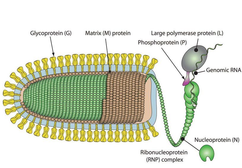 Struttura tridimensionale del Rabies virus (virus della rabbia)