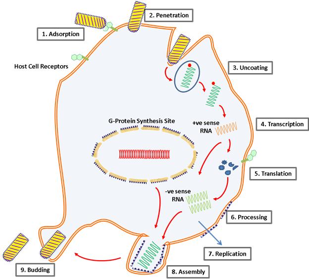 Schema del ciclo replicativo del virus della rabbia.