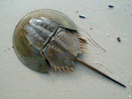 Limulus polyphemus o più comunemente detto limulo