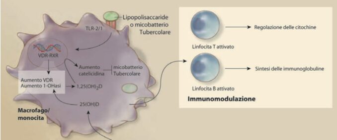 Vitamina D e modulazione dei linfociti T e B