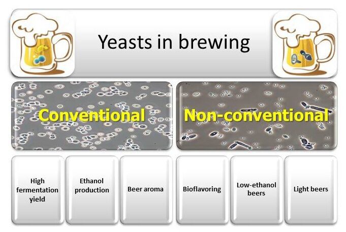 differenza tra ceppi convenzionali e non convenzionali nella fermentazione della birra