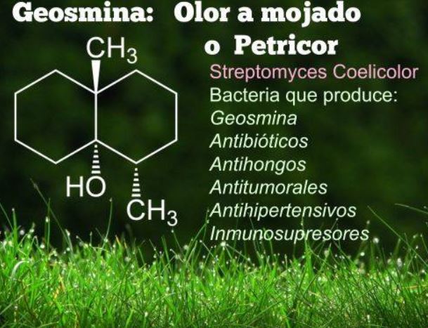 La struttura molecolare della geosmina e una lista di batteri che la producono