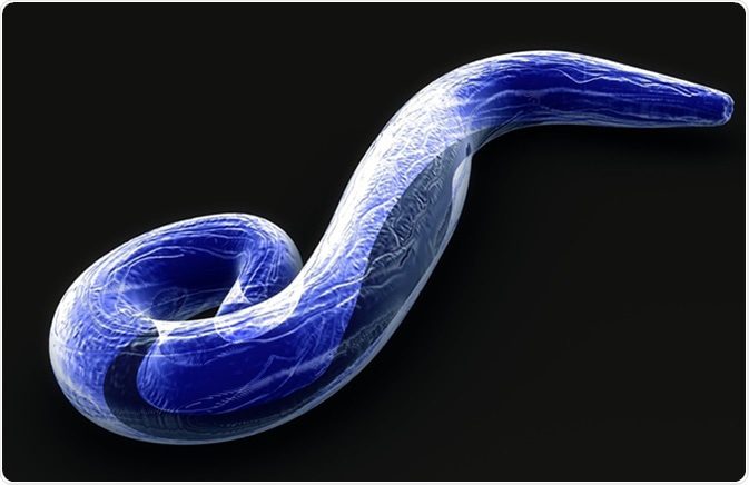 Plasmodium falciparum 3D