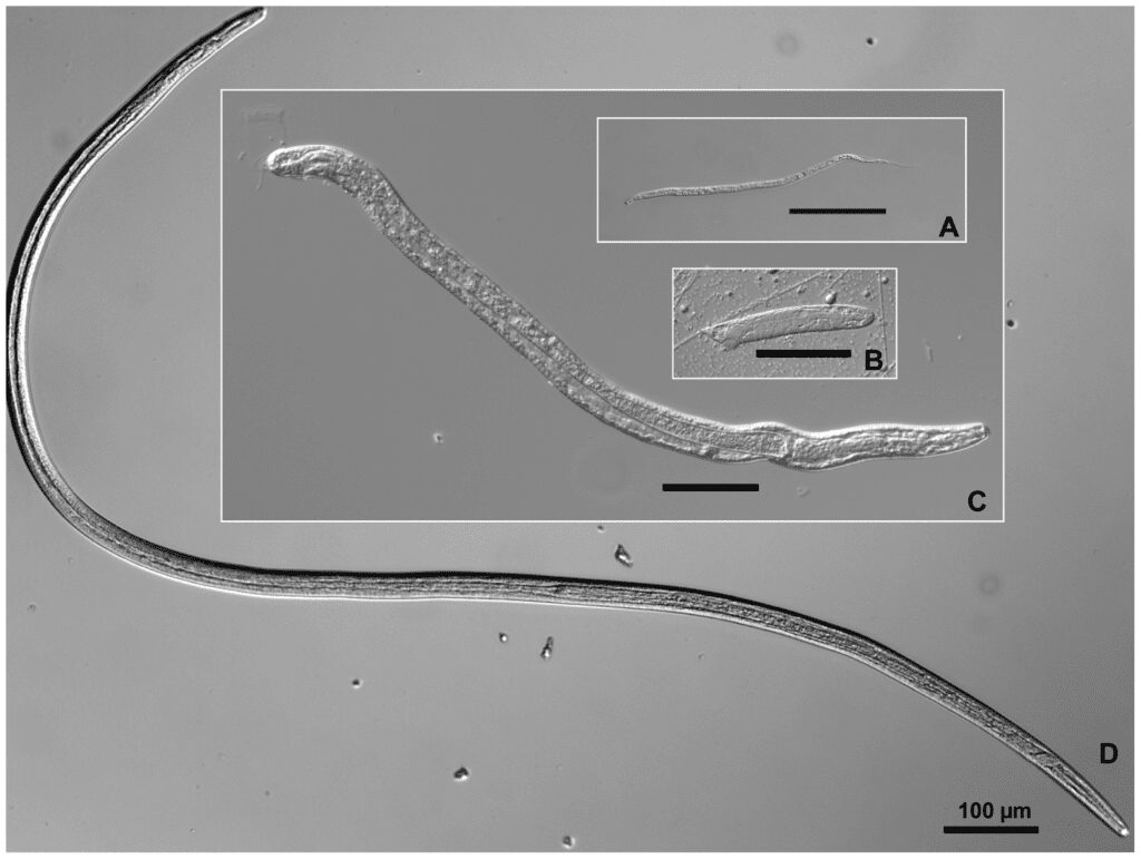 Morfologia degli stadi larvali nella zanzara