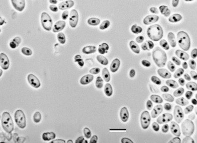 al microscopio di P. kluyveri