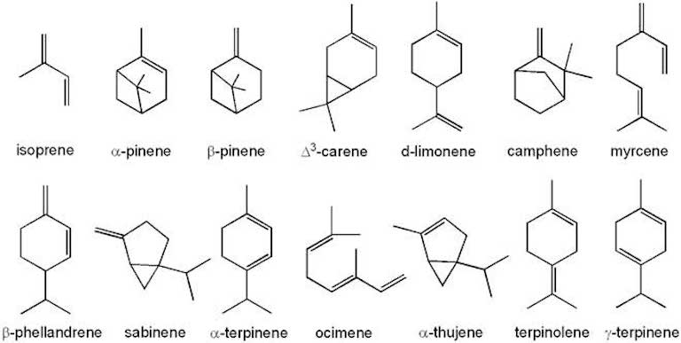 Strutture chimiche di vari terpeni