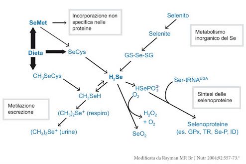  Metaboliosmo del Selenio