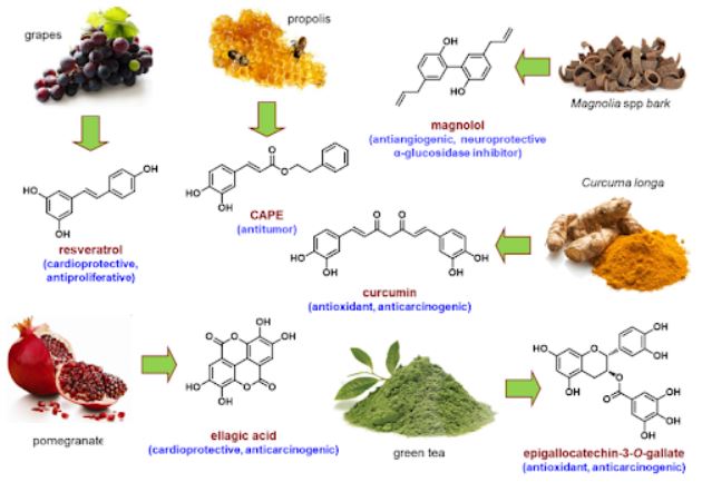 Alcuni dei più comuni polifenoli vino microbiota intestinale