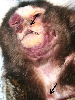Lesioni tumorali da Yaba monkey tumor virus in una scimmia (indicate dalle frecce)