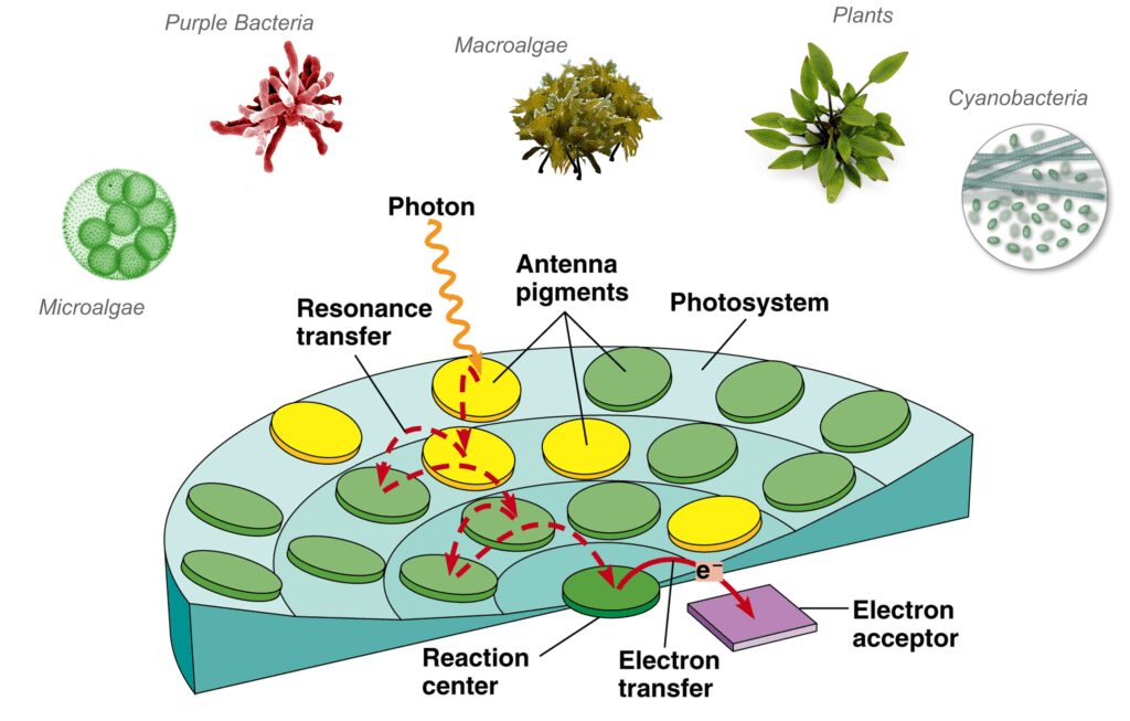 Schema delle strutture biologiche responsabili della fotosintesi clorofilliana
