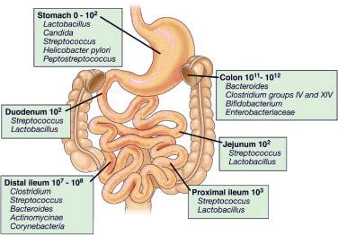 il microbiota intestinale è il più cospicuo