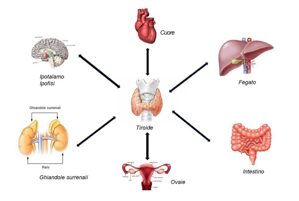 Vi è un chiaro rapporto tra la ghiandola tiroidea e l'attività dell'intestino. In particolare comincia a chiarirsi il rapporto tra il microbiota residente nell'intestino in disequilibrio (disbiosi) e l'alterazione della funzione endocrina tiroidea. Microbiota e tiroide