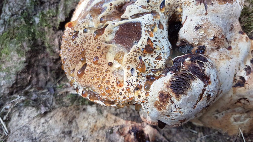 Figura 1: Pseudoinonotus dryadeus, fungo agente del marciume bianco nelle querce (foto: Dottore Agronomo Luca Masotto).