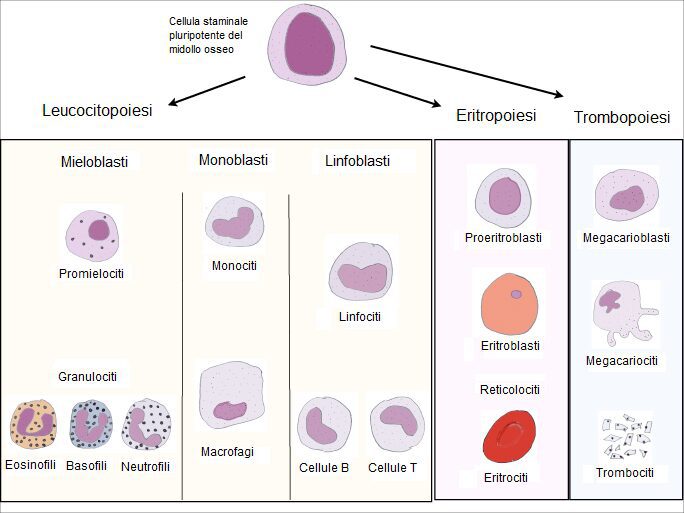 Schema raffigurante l'emopoiesi, processo di formazione degli elementi corpuscolati del sangue. I globuli rossi seguono un processo di differenziazione specifico noto come eritropoiesi
