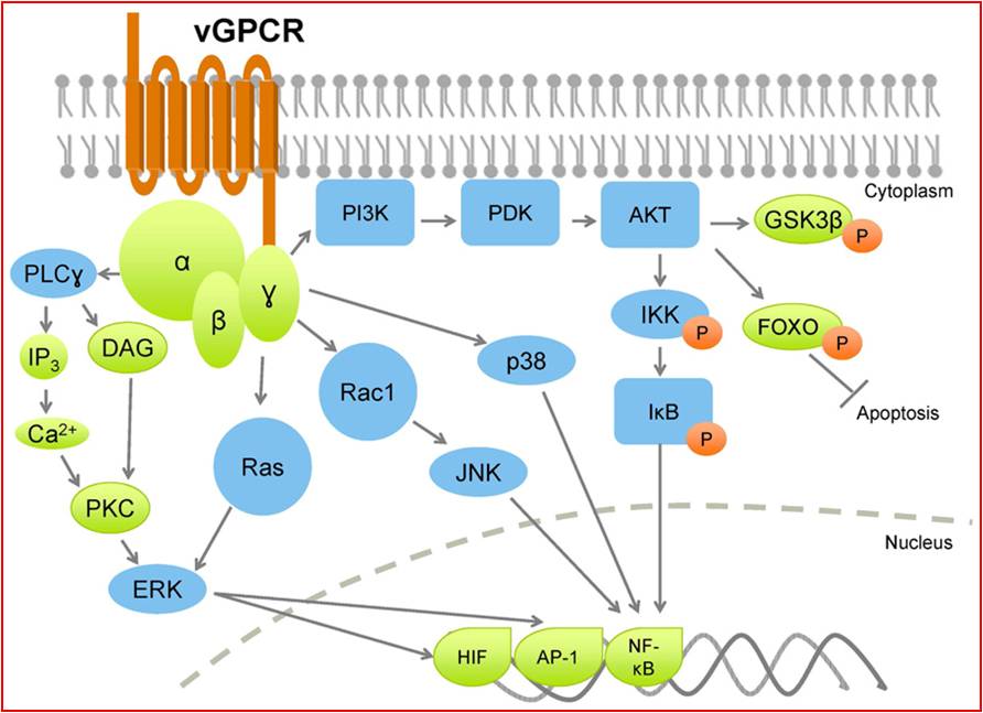 La proteina virale vGPCR promuove la proliferazione, l’angiogenesi e l’infiammazione attivando una notevole quantità di molecole segnale, tra cui PI3K, Ras, PLCγ, che vanno ad attivare fattori di trascrizione come HIF, che permette la sintesi di fattori angiogenici, AP-1, che stimola la crescita cellulare e la proliferazione, e NF-kB, che va a trascrivere geni delle citochine proinfiammatorie