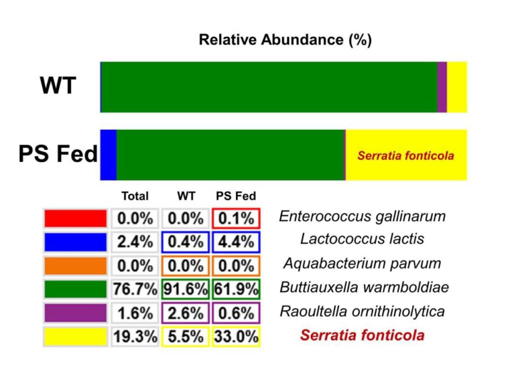 Abbondanza relativa del microbiota intestinale delle larve di Plesiophthalmus davidis con e senza essere state alimentate con il polistirolo.