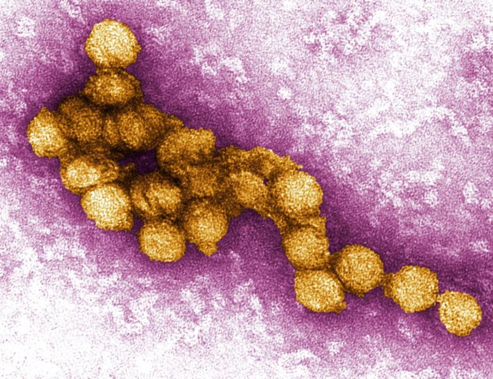 West Nile Virus (WnV) scheda virologica ed approfondimenti