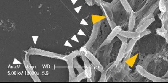 Immagine al microscopio elettronico a scansione, in cui si osserva il polistirolo degradato grazie all'azione del batterio Serratia sp.WSW, le frecce gialle indicano l'extracellulare
sostanza polimerica e le frecce bianche indicano le appendici cellulari di Serratia sp. WSW
attaccato alla superficie della pellicola di polistirolo.