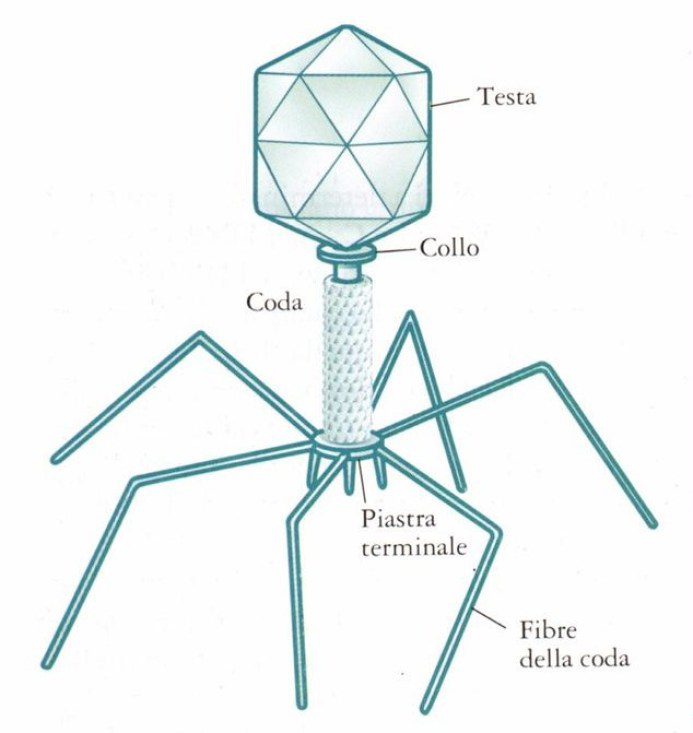 struttura tipica di un batteriofago, strumento della terapia fagica