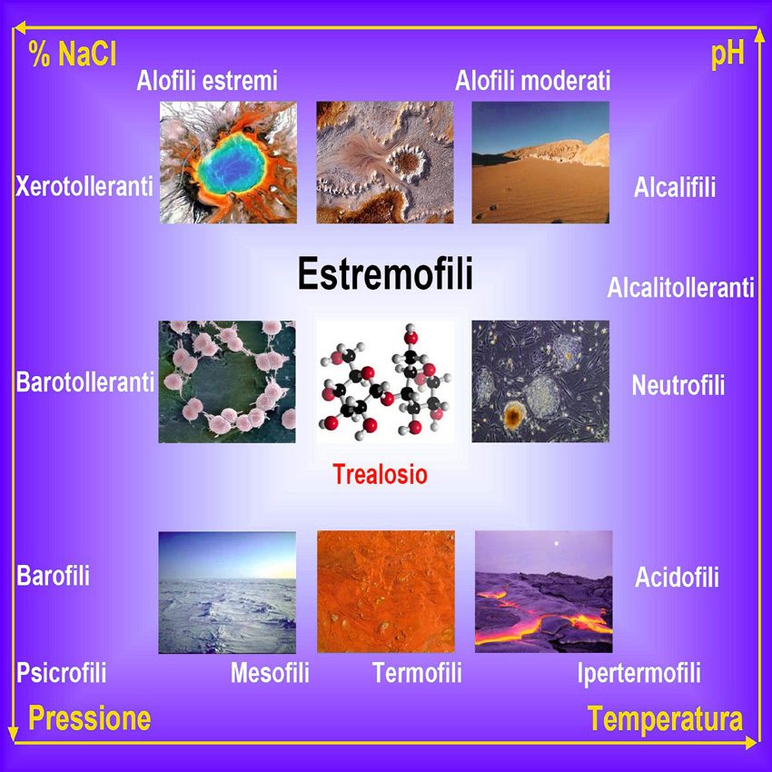 estremofili