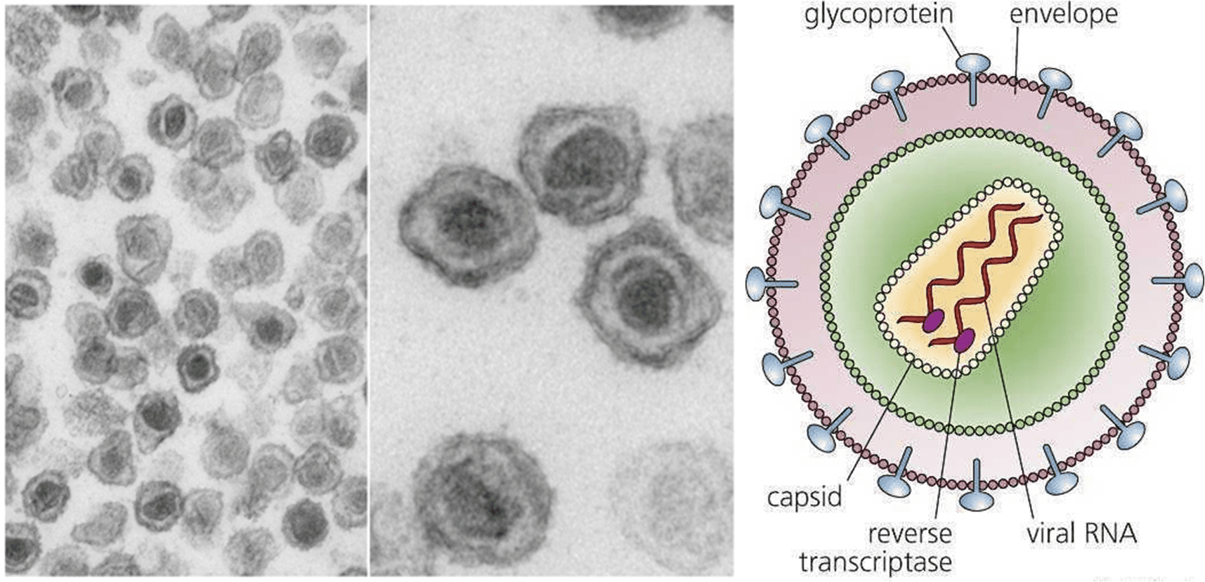 Retroviridae al microscopio elettronico a trasmissione e raffigurazione schematica [https://www.virology.ws/2011/01/04/retroviral-integration-and-the-xmrv-provirus/] [https://www.yourdictionary.com/retrovirus]