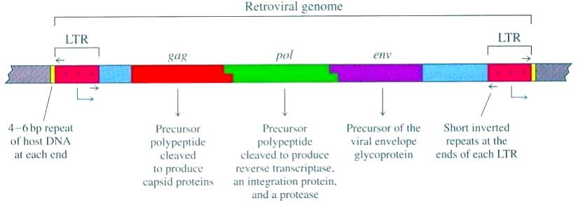 Organizzazione del genoma dei Retroviridae [http://www.bgbunict.it/Html/Barbagallo/LEZIONI_INFERMIERISTICA/04-Virus-050214.pdf]