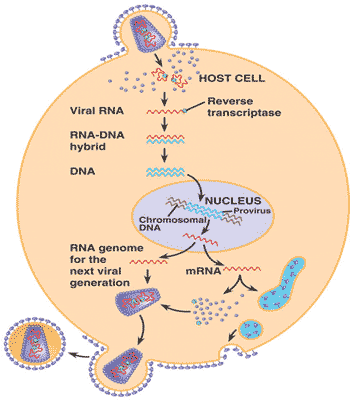 Raffigurazione schematica del ciclo di replicazione dei Retroviridae [https://www.quia.com/jg/1272861list.html]