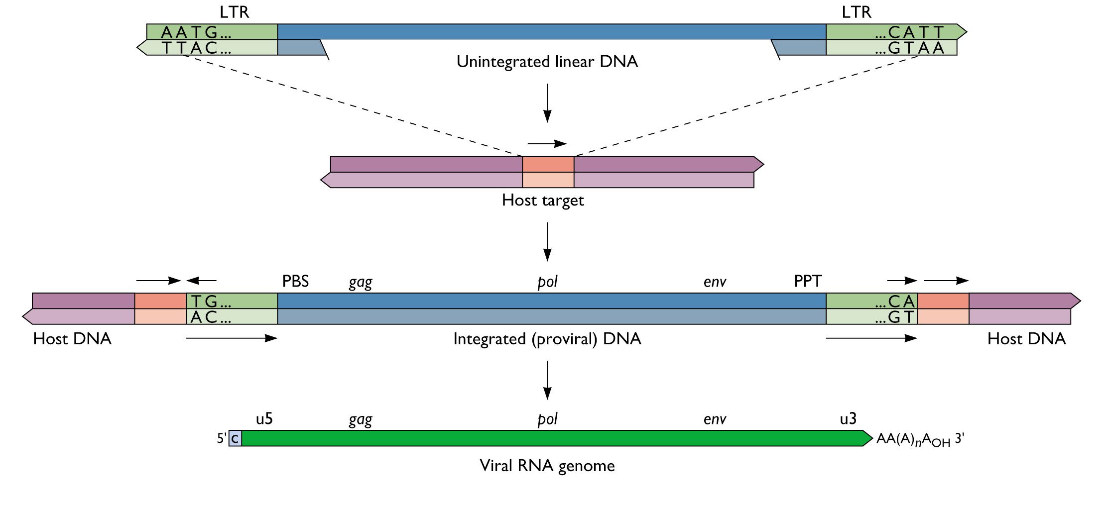 Integrazione del cDNA virale nel genoma cellulare con conseguente formazione del provirus [https://www.virology.ws/2011/01/04/retroviral-integration-and-the-xmrv-provirus/]