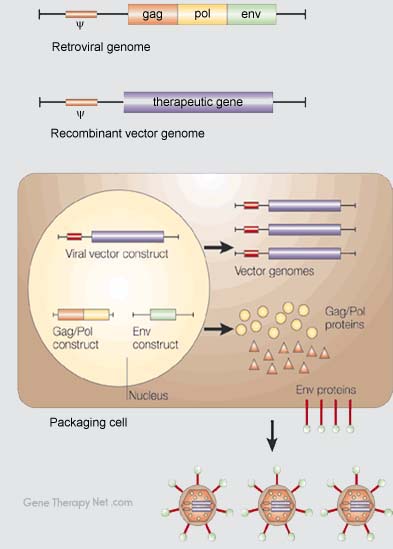 Produzione dei vettori retrovirali [http://www.genetherapynet.com/viral-vector/retroviruses.html]