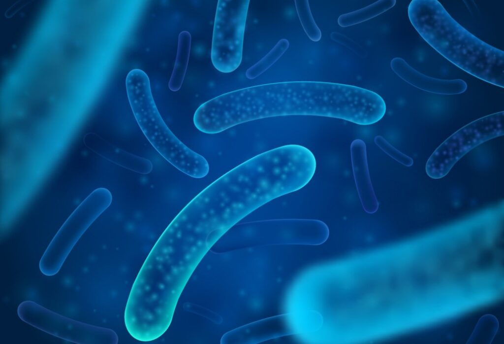 I lattobacilli sono i batteri maggiormente rappresentati nel microbiota vaginale quando si trova in una condizione di perfetto equilibrio (eubiosi).