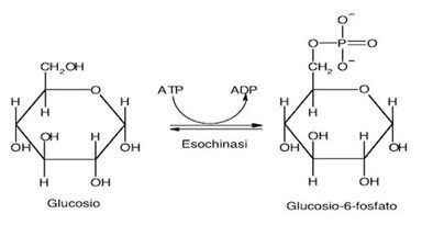 glicolisi In figura viene mostrata l’aggiunta di un gruppo fosfato alla molecola di glucosio. Nonostante è possibile notare la doppia freccia, nell’ambiente intracellulare questa reazione è irreversibile.